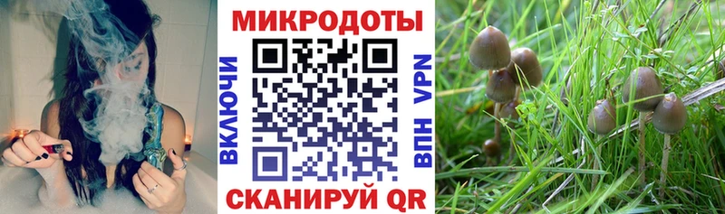 Галлюциногенные грибы мицелий  гидра как войти  Болотное 